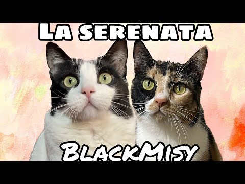 Y asi es como Aury consiguió su primera cita 😸