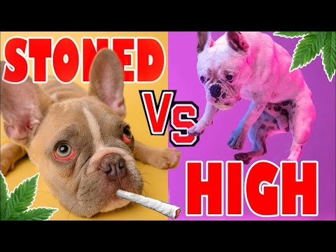Stoned vs. High - Wie wirkt Cannabis?🤪