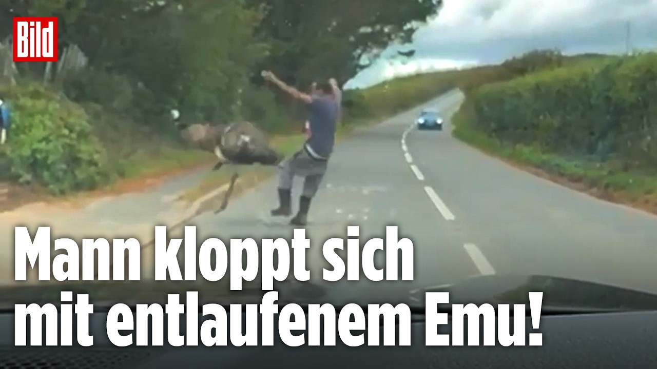 MANN GEGEN EMU: Riesenvogel verpasst Besitzer eine Kopfnuss
