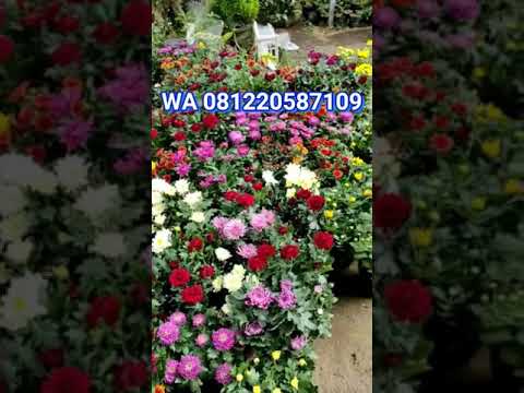 Jual Bunga Krisan Borongan Murah Warna Lengkap Bunga Krisan Aster