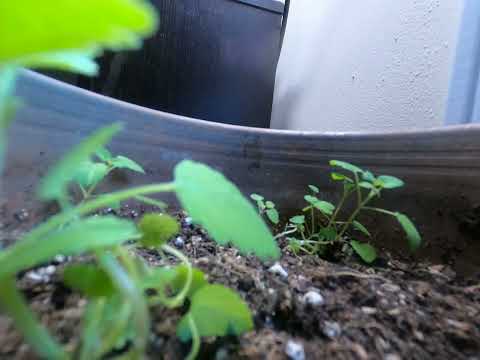 Catnip Growth Timelapse