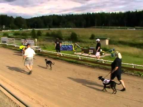 European Championship - Whippet bitches final