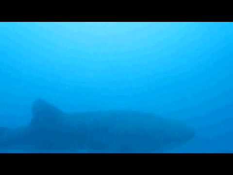 Walhai, Alona Beach,Panglao,Bohol,Philippinen