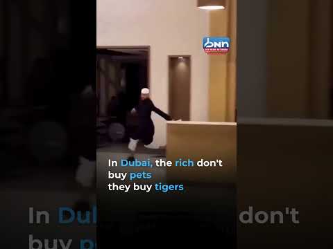 DUBAI RICH BUY TIGERS $50K! $200K Yearly SHOCKER EXPOSED!