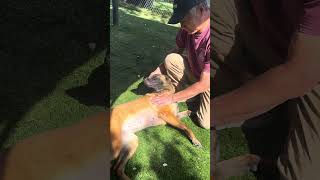 Video preview image #1 Mutt Puppy For Sale in Pasadena, CA, USA