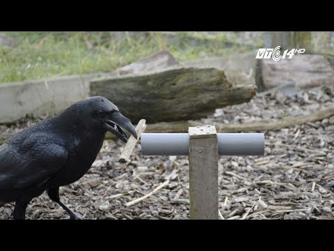 (VTC14)_NGHIÊN CỨU: QUẠ THÔNG MINH HƠN CHÚNG TA TƯỞNG