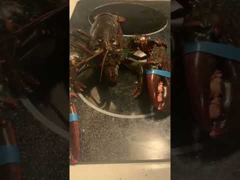 Rock Lobster #lobster #dinner #rocklobster #b52s #rocklobster