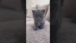 Download lagu gatti divertenti,gatti,video divertenti di gatti,animali cute cats cute domestici mp3