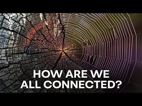 Trees and Webs | The Light of Evolution - Episode 4