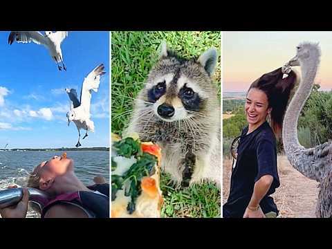 New Year, New FUNNY Videos | BEST Animal Compilation for 2026