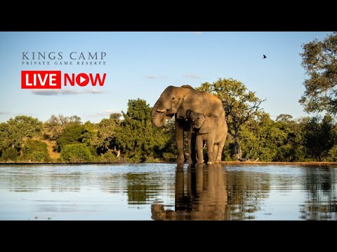Kings Camp Wildlife Webcam in South Africa live webcam