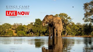 Mpumalanga · Welverdiend · Watch African Wildlife · Kings Camp in Timbavati Reserve · Mpumalanga live stream