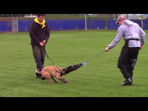 Aldo Raine z Jukasu - protection - 5,5 months