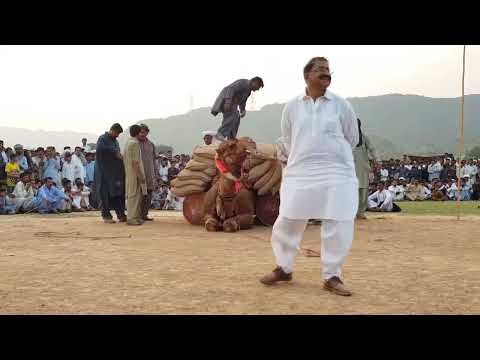 camel lifting 100+ kg while standing up
