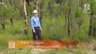 preview picture of video '7. Collie protected by prescribed burn'