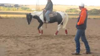 Sadonas Tru Moon p.2 -50 days under saddle