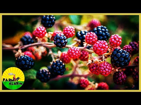 6 Tips for Successful Blackberry Growing - Pruning | Transplant Video
