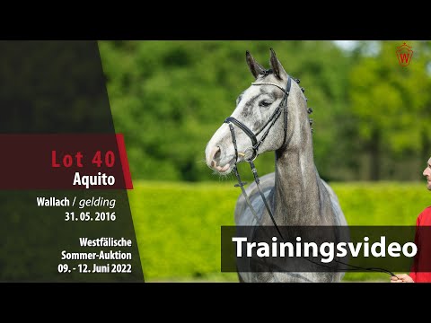Sommer-Auktion Training Lot 40 Aquito  Wallach v. All Music - Exorbitant xx