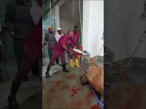 Camel Halal Slaughtering Line