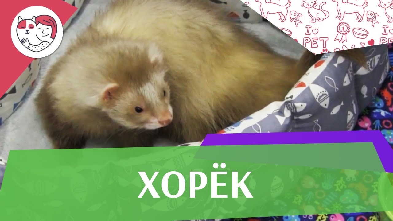 5 особенностей ухода за золотистым ретривером