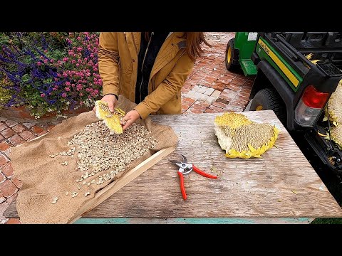 Harvesting Sunflower Seeds! 🌻🙌🧡 // Garden Answer