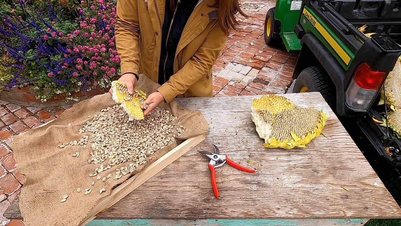 Harvesting Sunflower Seeds! 🌻🙌🧡 // Garden Answer