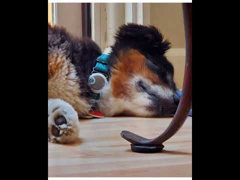 Crystal the Pet Nanny. LLC video.