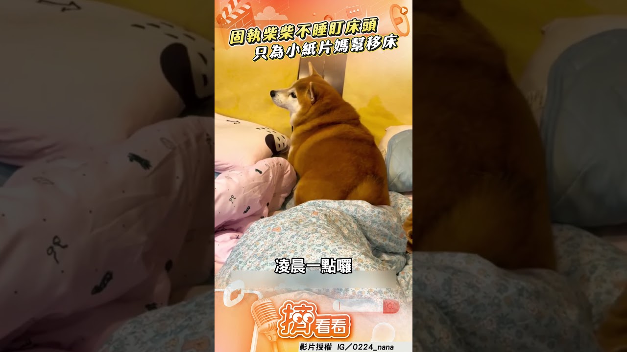 影音／固執柴柴半夜不睡緊盯床頭　只為「小紙片」媽凌晨幫移床
