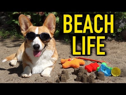 BEACH LIFE - Topi the Corgi