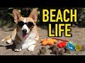 BEACH LIFE Topi The Corgi