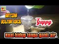 Guppy Kuat Hidup Di Soliter Alami Tanpa Ganti Air