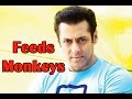 Salman Khan feeding monkeys! - TOI - YouTube