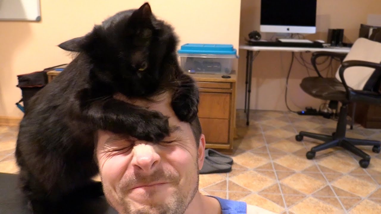 Adopt a Mini BLACK PANTHER!