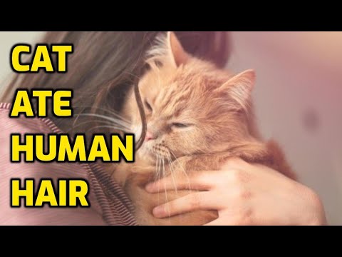 Why Do Cats Like To Eat Human Hair?