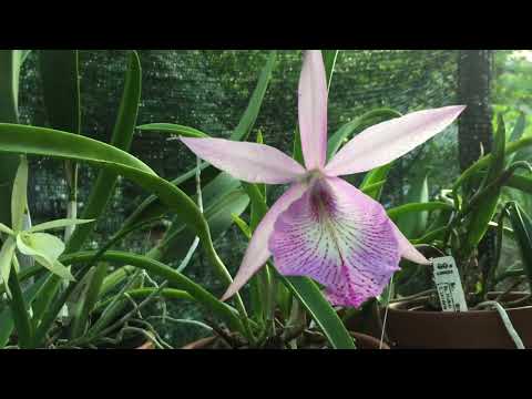 BC. Wonder Star Jungle Elf