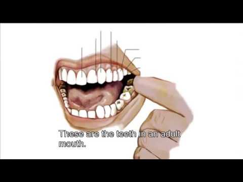 British English Vocabulary about Teeth and Dentists - Learn English Video