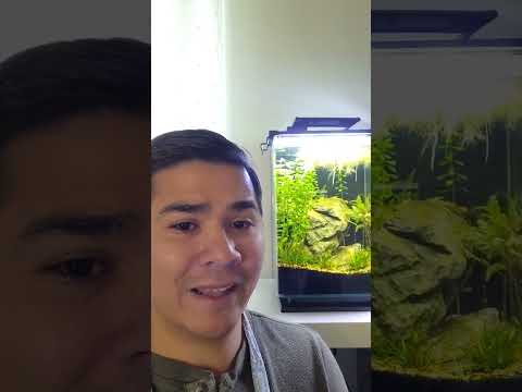 Why Dirt Is Important For A Planted Tank