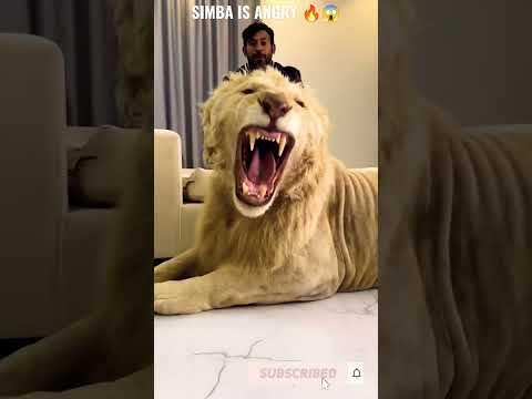 Lion 🦁 king 👑 Jungle Raja Sher Life Style with Dubai 🇦🇪 king 👑  #shorts #dubai #aposhorts