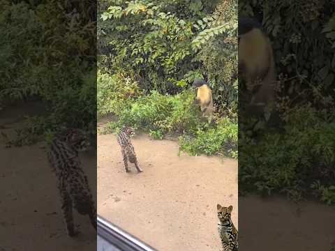 ocelot vS Yellow-throated marten