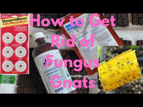 How To Get Rid Of Fungus Gnats
