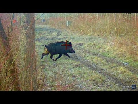 We got 17 wild boars in 2 days. How to hunt wild boar in Serbia with dogs
