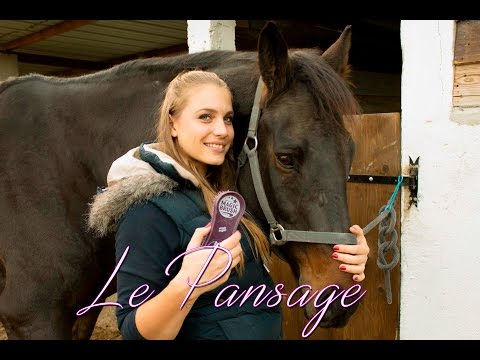 LE PANSAGE COMPLET DE VOTRE CHEVAL  🦄