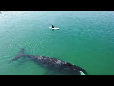 Почему гренландские киты любят бухту Врангеля
