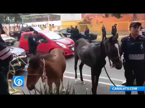 RESCATAN A DOS CABALLOS QUE GALOPABAN SOBRE EDUARDO MOLINA