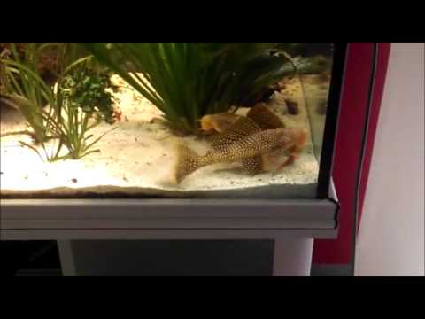 L14 Scobinancistrus aureatus