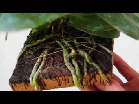 ❶How To Mount an Orchid - Phalaenopsis-update