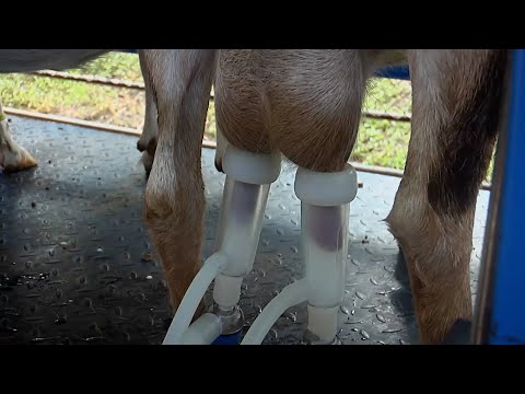 PRODUCCION DE CABRAS CRIADERO SANTA CLARA   SANDONA   NARIÑO