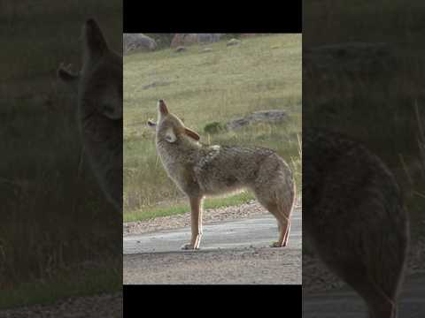 Coyote Sounds of Howling and Barking | Canis latrans Sounds
