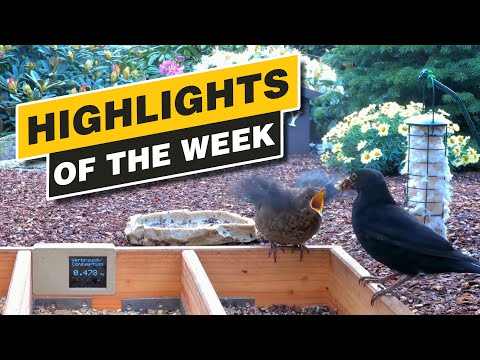 Highlights Of The Week - April 2024 - Week 17 🌻