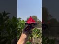 DIY Paper Umbrella That Open And Close Flower Pop Up ️ Craft Shorts